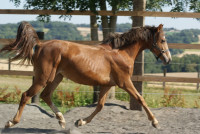 Vente de poney